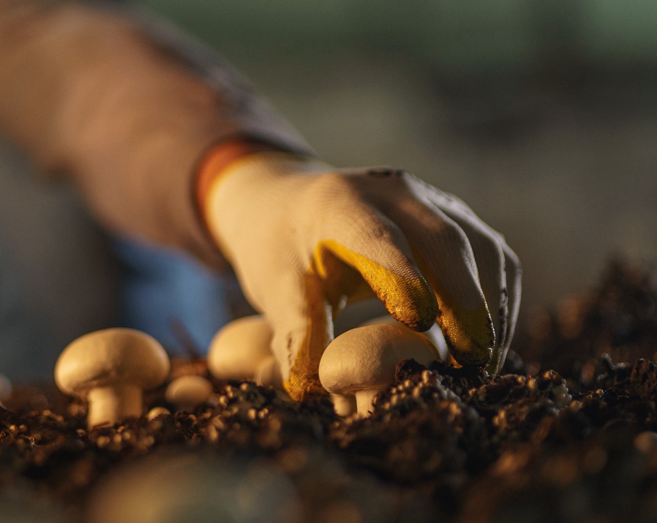 Al-Reef Mushroom